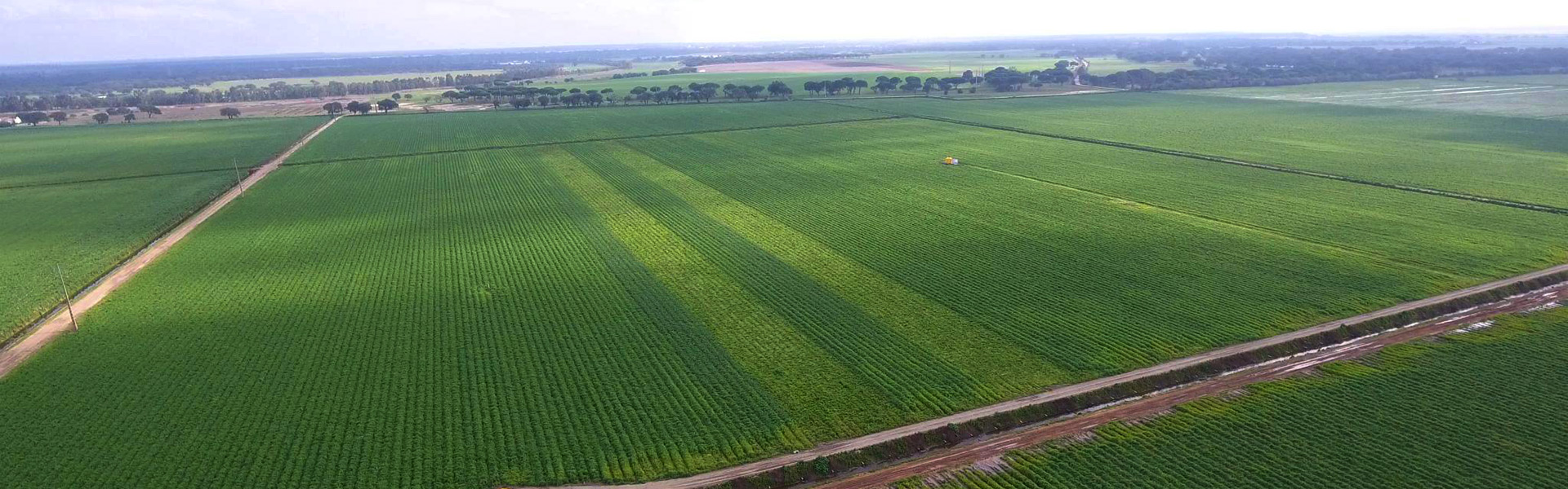 BIOPROTOMATE-IMPLEMENTACAO-NO-CAMPO-D BIOPROTOMATE - Bioprotecção de Tomateiro contra a fusariose