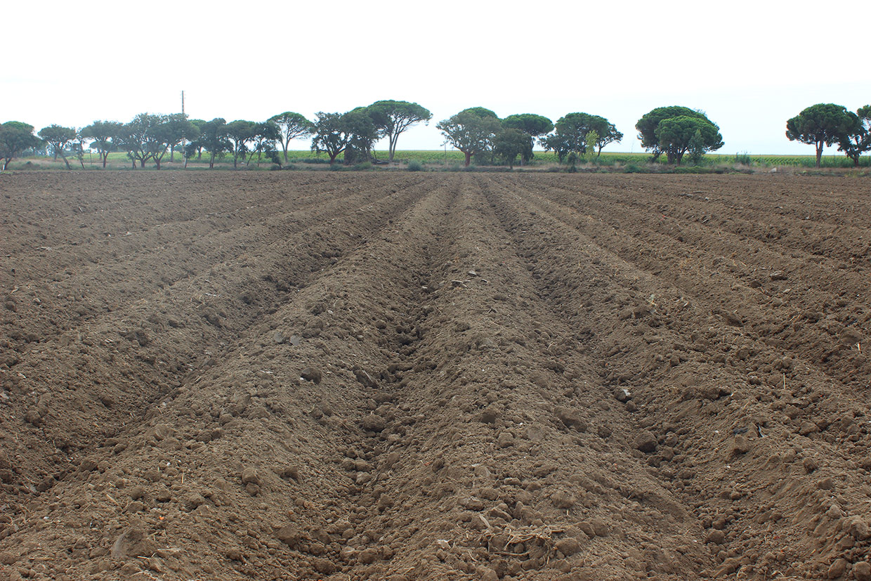 BIOPROTOMATE - Bioprotecção de Tomateiro contra a fusariose