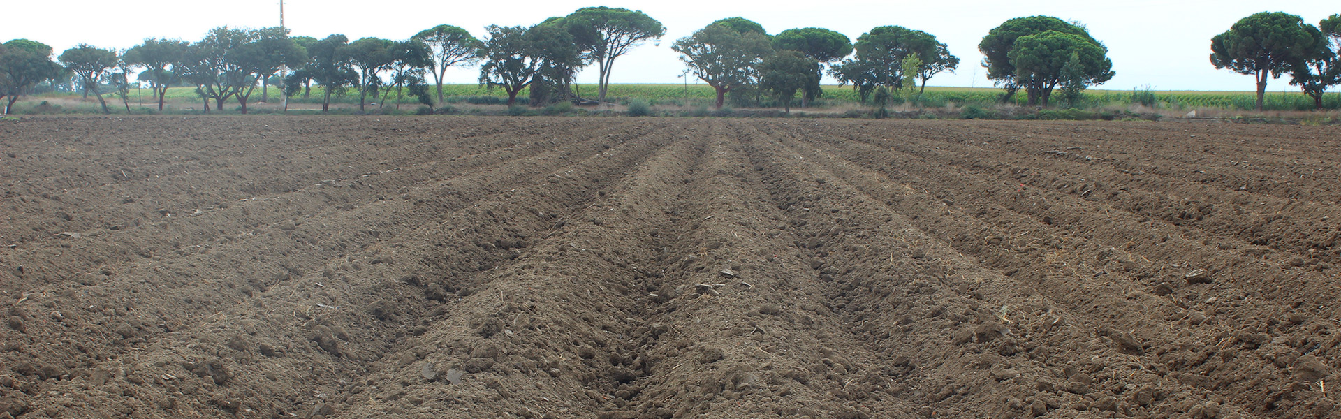 BIOPROTOMATE - Bioprotecção de Tomateiro contra a fusariose