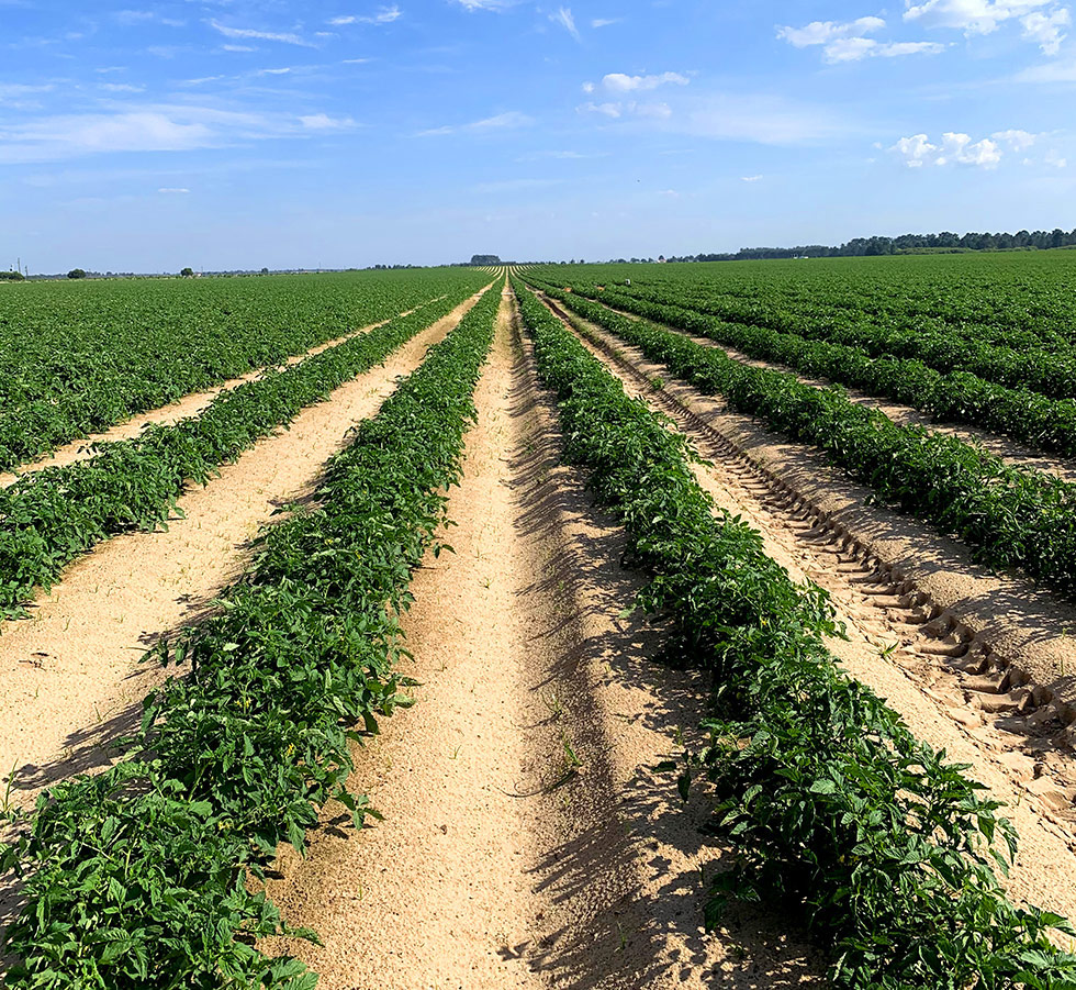 BIOPROTOMATE - Bioprotecção de Tomateiro contra a fusariose