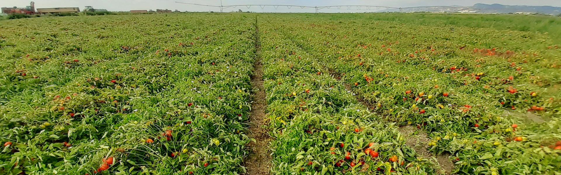 BIOPROTOMATE - Bioprotecção de Tomateiro contra a fusariose