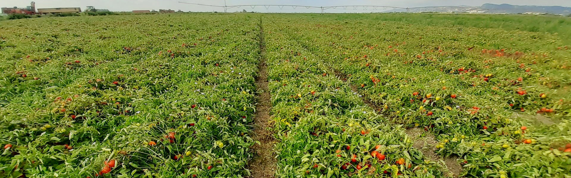 BIOPROTOMATE - Bioprotecção de Tomateiro contra a fusariose BIOPROTOMATE - Bioprotecção de Tomateiro contra a fusariose