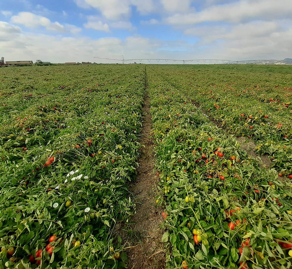 bioprotomate BIOPROTOMATE - Bioprotecção de Tomateiro contra a fusariose