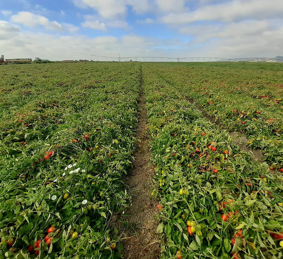 BIOPROTOMATE - Bioprotecção de Tomateiro contra a fusariose