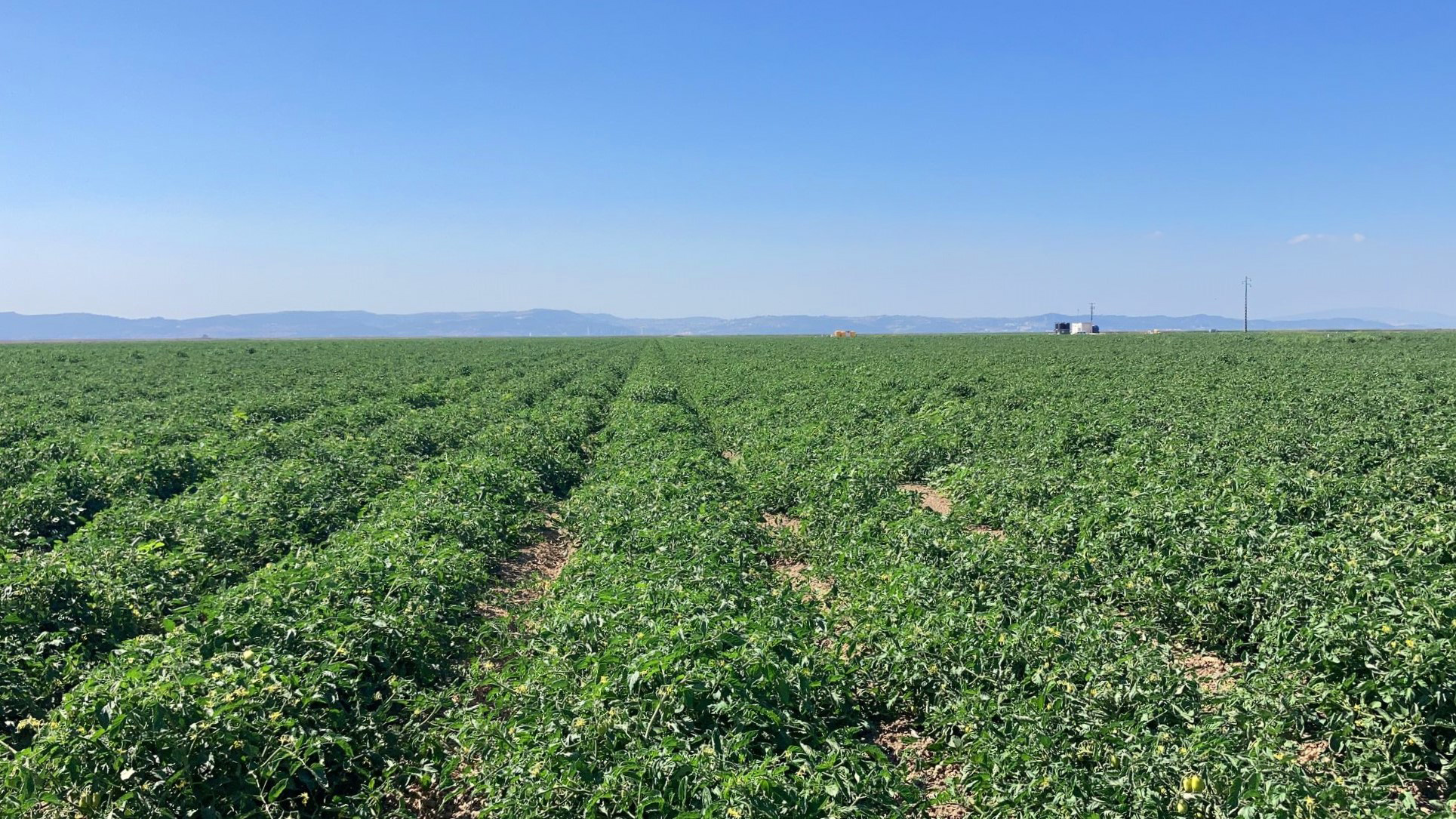 Implementação no campo e O Campo Agora - Campo de Pancas, 2 meses após a plantação_Agosto2022
